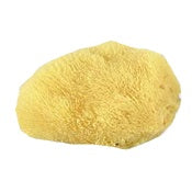 Caribbean Silk Sponge