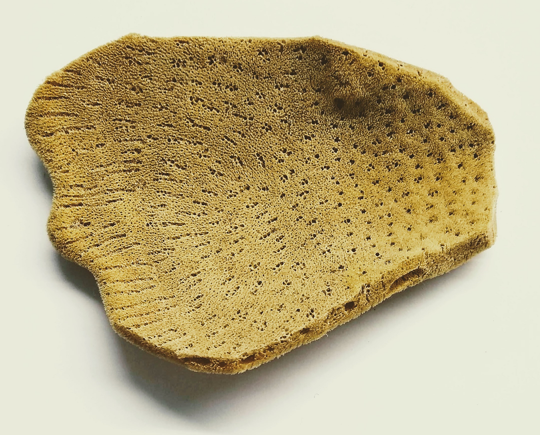 Elephant Ear Sponge