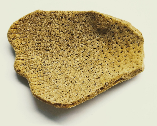 Elephant Ear Sponge