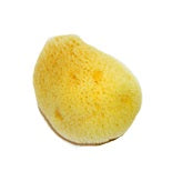 Asian Silk Sponge
